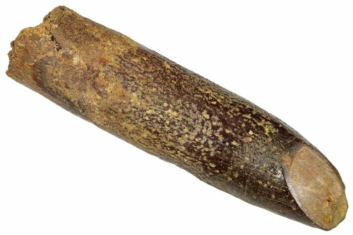 Large, Fossil Sauropod Dinosaur (Titanosaur) Tooth - Morocco #332514